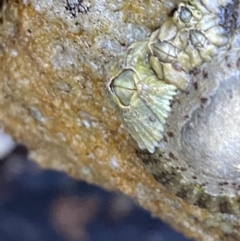 Unidentified Barnacle at Vincentia Coastal Walking Track - 4 Oct 2023 by Tapirlord