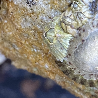 Unidentified Barnacle at Vincentia Coastal Walking Track - 4 Oct 2023 by Tapirlord