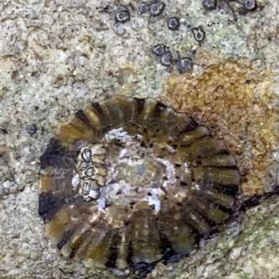 Cellana tramoserica (Commom Limpet) at Vincentia Coastal Walking Track - 4 Oct 2023 by Tapirlord