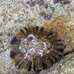Cellana tramoserica (Commom Limpet) at Vincentia Coastal Walking Track - 4 Oct 2023 by Tapirlord