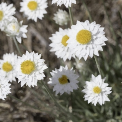 Leucochrysum albicans subsp. tricolor (Hoary Sunray) at Latham, ACT - 23 Oct 2023 by kasiaaus