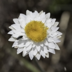 Leucochrysum albicans subsp. tricolor at Latham, ACT - 23 Oct 2023