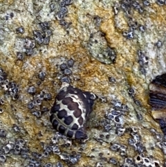 Morula marginalba (Mulberry shell/white lip castor bean) at Jervis Bay Marine Park - 4 Oct 2023 by Tapirlord