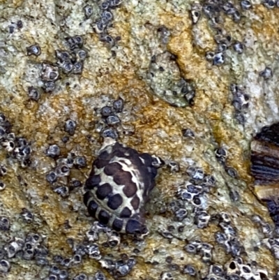 Morula marginalba (Mulberry shell/white lip castor bean) at Vincentia Coastal Walking Track - 4 Oct 2023 by Tapirlord