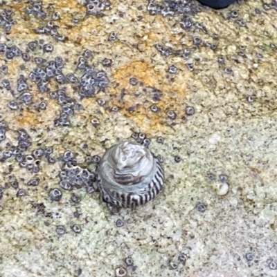 Bembicium nanum (Striped-mouth Conniwink) at Jervis Bay Marine Park - 4 Oct 2023 by Tapirlord