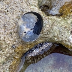 Nerita melanotragus (Black Nerite) at Jervis Bay Marine Park - 4 Oct 2023 by Tapirlord