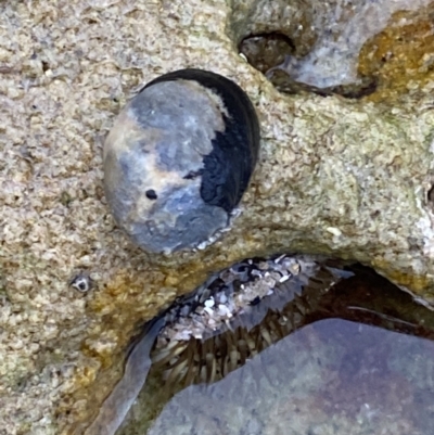 Nerita melanotragus (Black Nerite) at Jervis Bay Marine Park - 4 Oct 2023 by Tapirlord