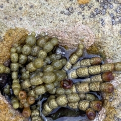 Hormosira banksii at Vincentia Coastal Walking Track - 4 Oct 2023 by Tapirlord