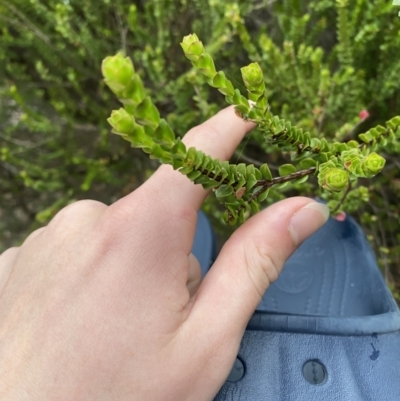 Baeckea imbricata (Coastal Baeckea, Heath Myrtle) at Vincentia Coastal Walking Track - 4 Oct 2023 by Tapirlord