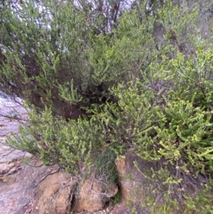 Baeckea imbricata at Vincentia, NSW - 4 Oct 2023