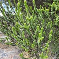 Baeckea imbricata at Vincentia, NSW - 4 Oct 2023