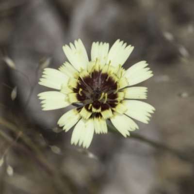 Tolpis barbata (Yellow Hawkweed) at Blue Devil Grassland, Umbagong Park (BDG) - 24 Oct 2023 by kasiaaus