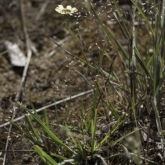 Tolpis barbata at Latham, ACT - 24 Oct 2023