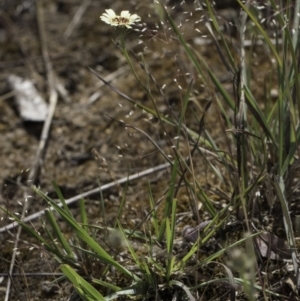 Tolpis barbata at Latham, ACT - 24 Oct 2023