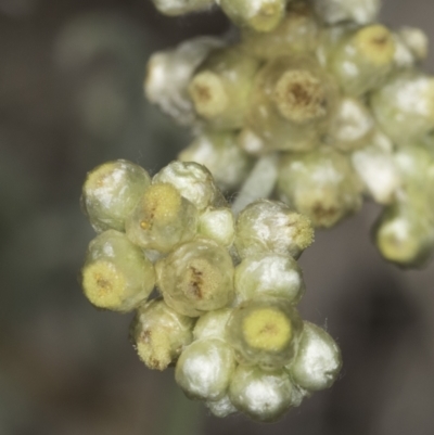 Pseudognaphalium luteoalbum (Jersey Cudweed) at Latham, ACT - 24 Oct 2023 by kasiaaus