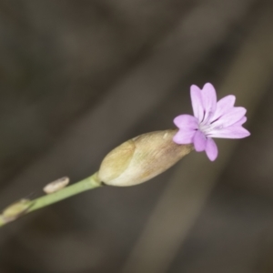 Petrorhagia sp. at Latham, ACT - 24 Oct 2023