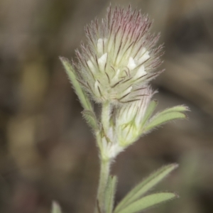 Trifolium arvense at Latham, ACT - 24 Oct 2023