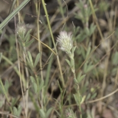 Trifolium arvense at Latham, ACT - 24 Oct 2023