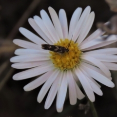 Brachyscome dentata (Lobe-Seed Daisy) at Bobundara, NSW - 7 Mar 2021 by AndyRoo