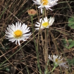 Brachyscome dentata at Bobundara, NSW - 7 Mar 2021