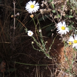 Brachyscome dentata at Bobundara, NSW - 7 Mar 2021 11:30 AM