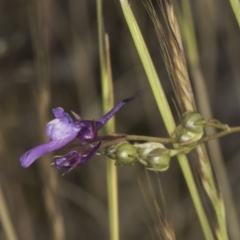 Linaria pelisseriana (Pelisser's Toadflax) at Latham, ACT - 24 Oct 2023 by kasiaaus