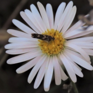 Eretmocera (genus) (Scythrididae family) at Bobundara, NSW - 7 Mar 2021