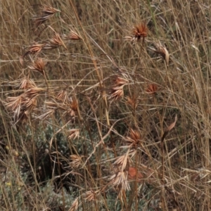 Themeda triandra at Bobundara, NSW - 7 Mar 2021 11:35 AM