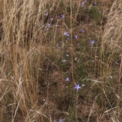 Austrostipa (genus) (A Corkscrew Grass) at Bobundara, NSW - 7 Mar 2021 by AndyRoo