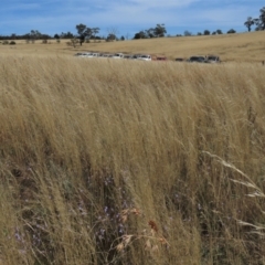 Austrostipa sp. at Bobundara, NSW - 7 Mar 2021 11:12 AM