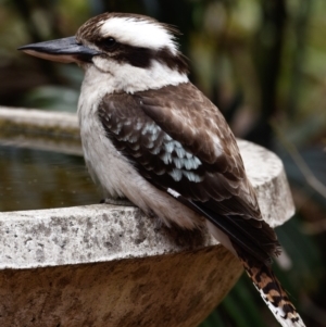 Dacelo novaeguineae at Sheldon, QLD - 26 Oct 2023