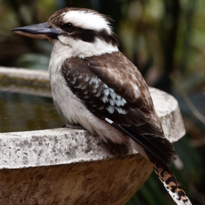 Dacelo novaeguineae (Laughing Kookaburra) at Sheldon, QLD - 26 Oct 2023 by PJH123