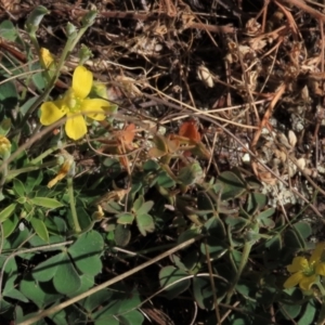 Oxalis sp. at Bobundara, NSW - 7 Mar 2021 11:38 AM