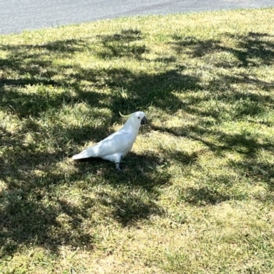 Cacatua galerita (Sulphur-crested Cockatoo) at Braddon, ACT - 26 Oct 2023 by courtneyb