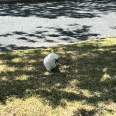 Cacatua galerita at Braddon, ACT - 26 Oct 2023