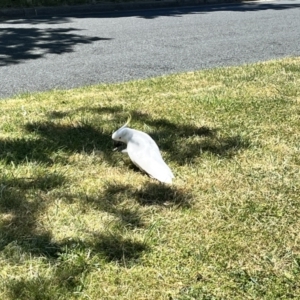 Cacatua galerita at Braddon, ACT - 26 Oct 2023