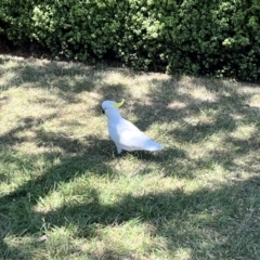 Cacatua galerita (Sulphur-crested Cockatoo) at Braddon, ACT - 26 Oct 2023 by courtneyb