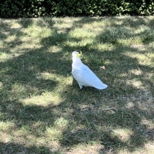 Cacatua galerita at Braddon, ACT - 26 Oct 2023 12:36 PM