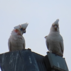 Cacatua sanguinea (Little Corella) at QPRC LGA - 25 Oct 2023 by MatthewFrawley