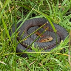 Austrelaps superbus (Lowlands Copperhead) at Wickham, TAS - 26 Oct 2023 by HelenCross