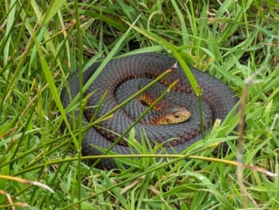 Austrelaps superbus (Lowlands Copperhead) at Wickham, TAS - 26 Oct 2023 by HelenCross