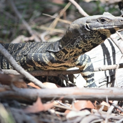 Varanus varius (Lace Monitor) at Wollondilly Local Government Area - 25 Oct 2023 by Freebird