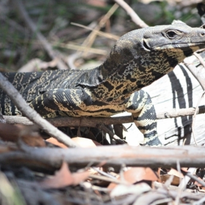 Varanus varius (Lace Monitor) at Thirlmere Lakes National Park - 25 Oct 2023 by Freebird