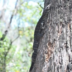 Varanus varius at Thirlmere Lakes National Park - 25 Oct 2023