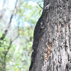 Varanus varius at Thirlmere Lakes National Park - suppressed