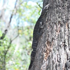 Varanus varius at Thirlmere Lakes National Park - 25 Oct 2023