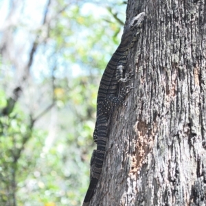 Varanus varius at Thirlmere Lakes National Park - suppressed