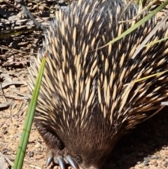 Tachyglossus aculeatus (Short-beaked Echidna) at Belconnen, ACT - 25 Oct 2023 by WalkYonder