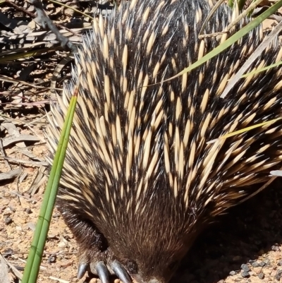Tachyglossus aculeatus (Short-beaked Echidna) at Belconnen, ACT - 25 Oct 2023 by WalkYonder