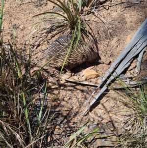 Tachyglossus aculeatus at Belconnen, ACT - 26 Oct 2023 10:24 AM